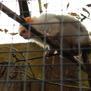 Silvery marmoset at Amazon World, 5 April 2010
