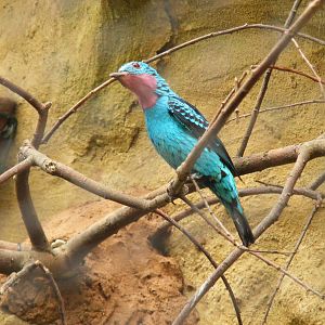 Spangled cotinga at Amazon World, 5 April 2010