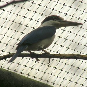 Collared kingfisher at Amazon World, 5 April 2010