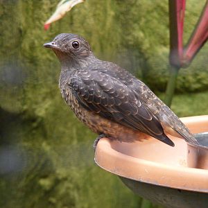 Spangled cotinga at Amazon World, 5 April 2010