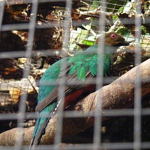 Golden headed quetzal at Amazon World, 5 April 2010