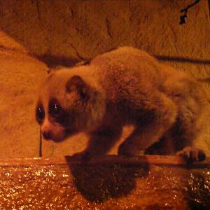 Slow loris at Amazon World, 5 April 2010