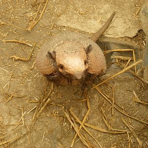 Six-banded armadillo (yellow armadillo) at Amazon World, 5 April 2010