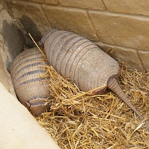 Six-banded armadilloes (yellow armadilloes) at Amazon World, 5 April 2010