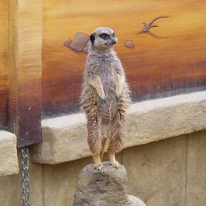 Slender-tailed meerkat at Amazon World, 5 April 2010