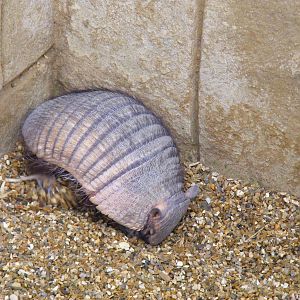 Hairy armadillo at Amazon World, 5 April 2010