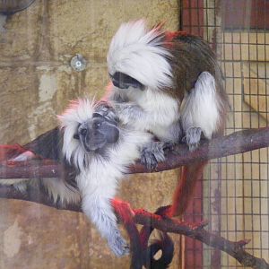 Cotton-top tamarins at Amazon World, 5 April 2010
