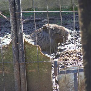 Capybara enjoying the mud at Amazon World, 5 April 2010