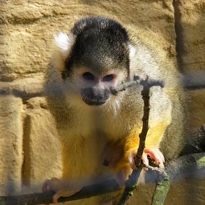 Bolivian squirrel monkey at Amazon World, 5 April 2010