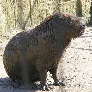 Very muddy capybara at Amazon World, 5 April 2010