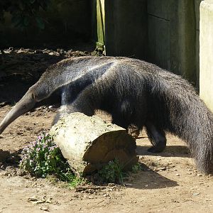 Giant anteater at Amazon World, 5 April 2010