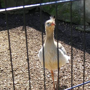 Red-legged seriema at Amazon World, 5 April 2010