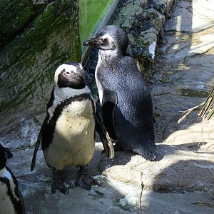 Black footed penguins at Amazon World, 5 April 2010