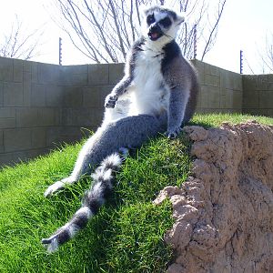Ring-tailed lemur in new walkthrough at Amazon World, 5 April 2010