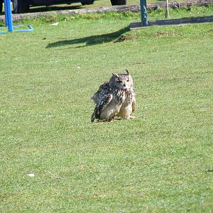 Wood the Indian eagle owl at Amazon World, 5 April 2010