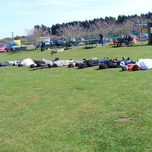 Wood the Indian eagle owl flying over a line of volunteers at Amazon World,