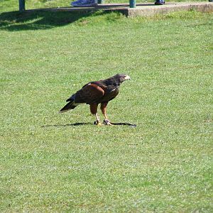Inca the harris hawk at Amazon World, 5 April 2010