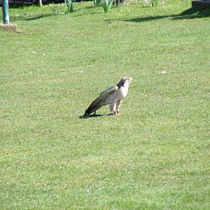 Jack the lanner falcon at Amazon World, 5 April 2010