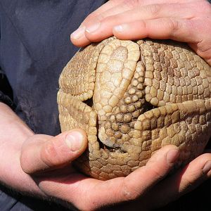 Three-banded armadillo at Amazon World, 5 April 2010