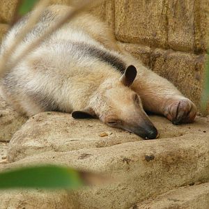 Southern tamandua at Amazon World, 5 April 2010