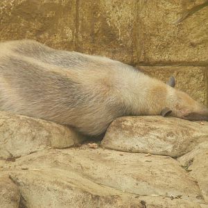 Southern tamandua at Amazon World, 5 April 2010
