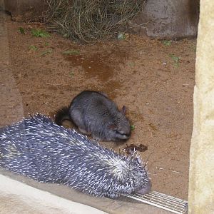 Prehensile-tailed tree porcupine and plains viscacha at Amazon World, 5 Apr