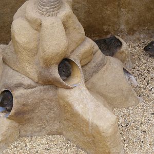 Wild cavies at Amazon World, 5 April 2010