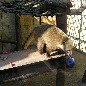 Ring-tailed coati at Amazon World, 5 April 2010