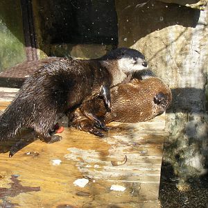 Canadian river otters at Amazon World, 5 April 2010