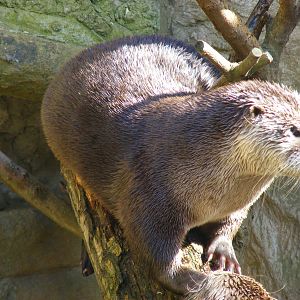Canadian river otter at Amazon World, 5 April 2010