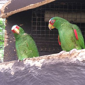 White fronted Amazon parrots at Amazon World, 5 April 2010