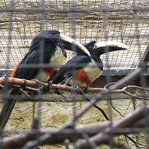 Black necked aracaries at Amazon World, 5 April 2010