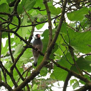 Java sparrow at Amazon World, 5 April 2010