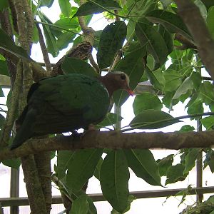 Emerald dove at Amazon World, 5 April 2010