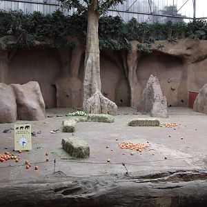 Elephants coming at ...