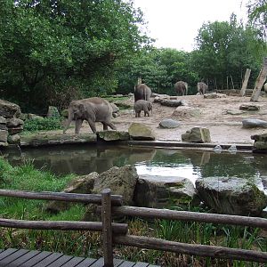 Asiatic Elephant enclosure