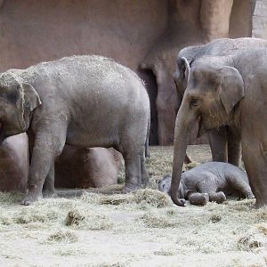 Asiatic Elephants