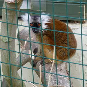 Black lemur at Isle of Wight Zoo, 5 April 2010