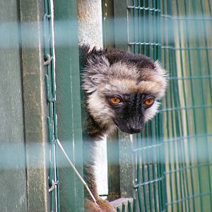 White-fronted brown lemur at Isle of Wight Zoo, 5 April 2010