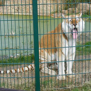 Diamond the tiger at Isle of Wight Zoo, 5 April 2010