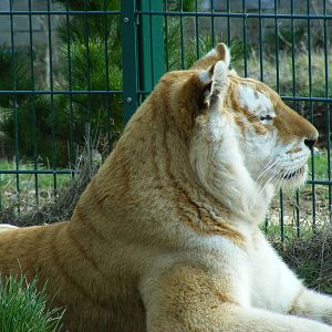 Diamond the Bengal tiger at Isle of Wight Zoo, 5 April 2010