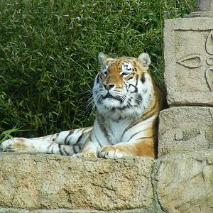 Aysha the Bengal tiger at Isle of Wight Zoo, 5 April 2010