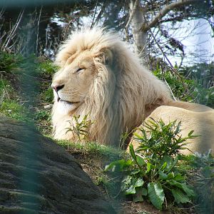 Casper the white African lion at Isle of Wight Zoo, 5 April 2010
