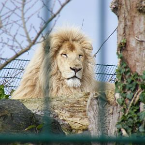 Casper the white African lion at Isle of Wight Zoo, 5 April 2010