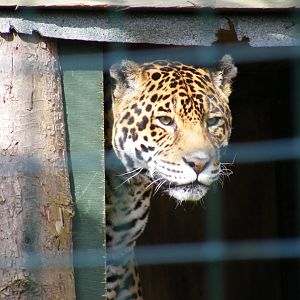 Chiquita the jaguar at Isle of Wight Zoo, 5 April 2010