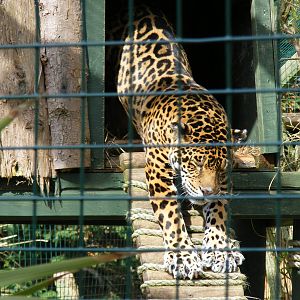 Chiquita the jaguar at Isle of Wight Zoo, 5 April 2010
