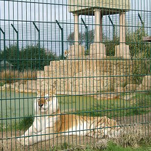 Diamond and Aysha the Bengal tigers at Isle of Wight Zoo, 5 April 2010