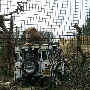 Charlie Brown the African lion at Isle of Wight Zoo, 5 April 2010