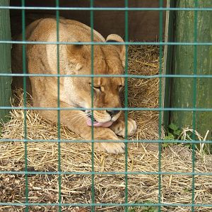 Nahla the African lion at Isle of Wight Zoo, 5 April 2010