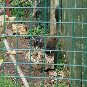 Mongoose lemurs at Isle of Wight Zoo, 5 April 2010